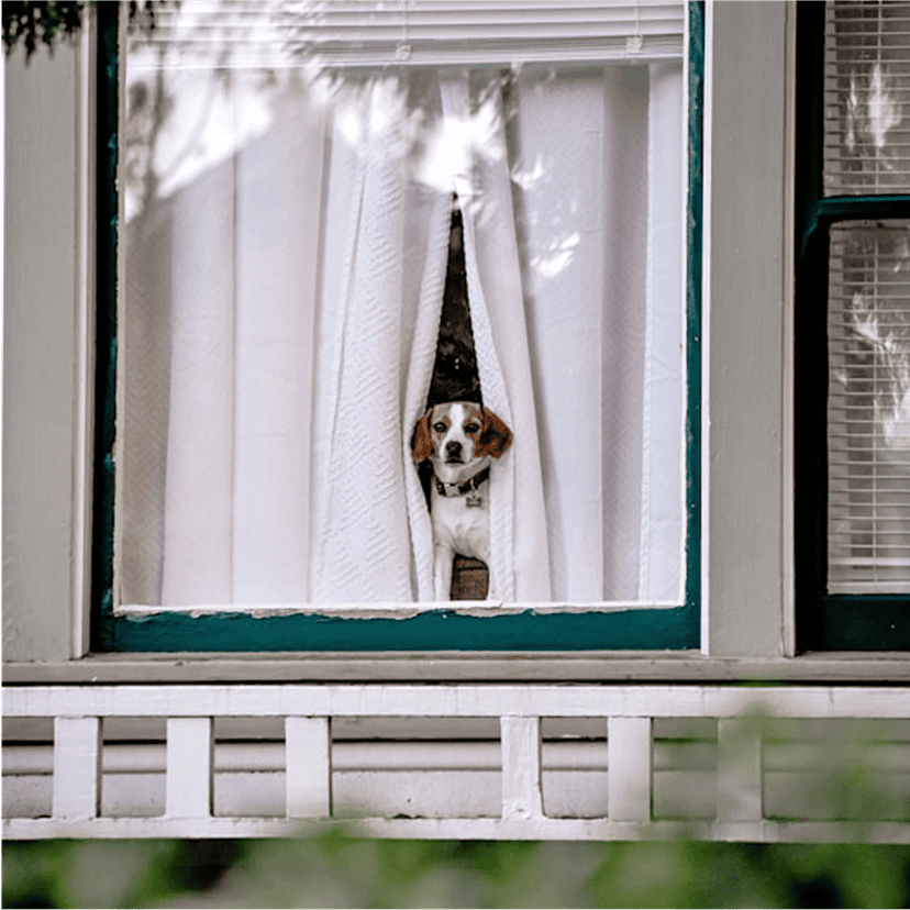 Dog peeking through curtains
