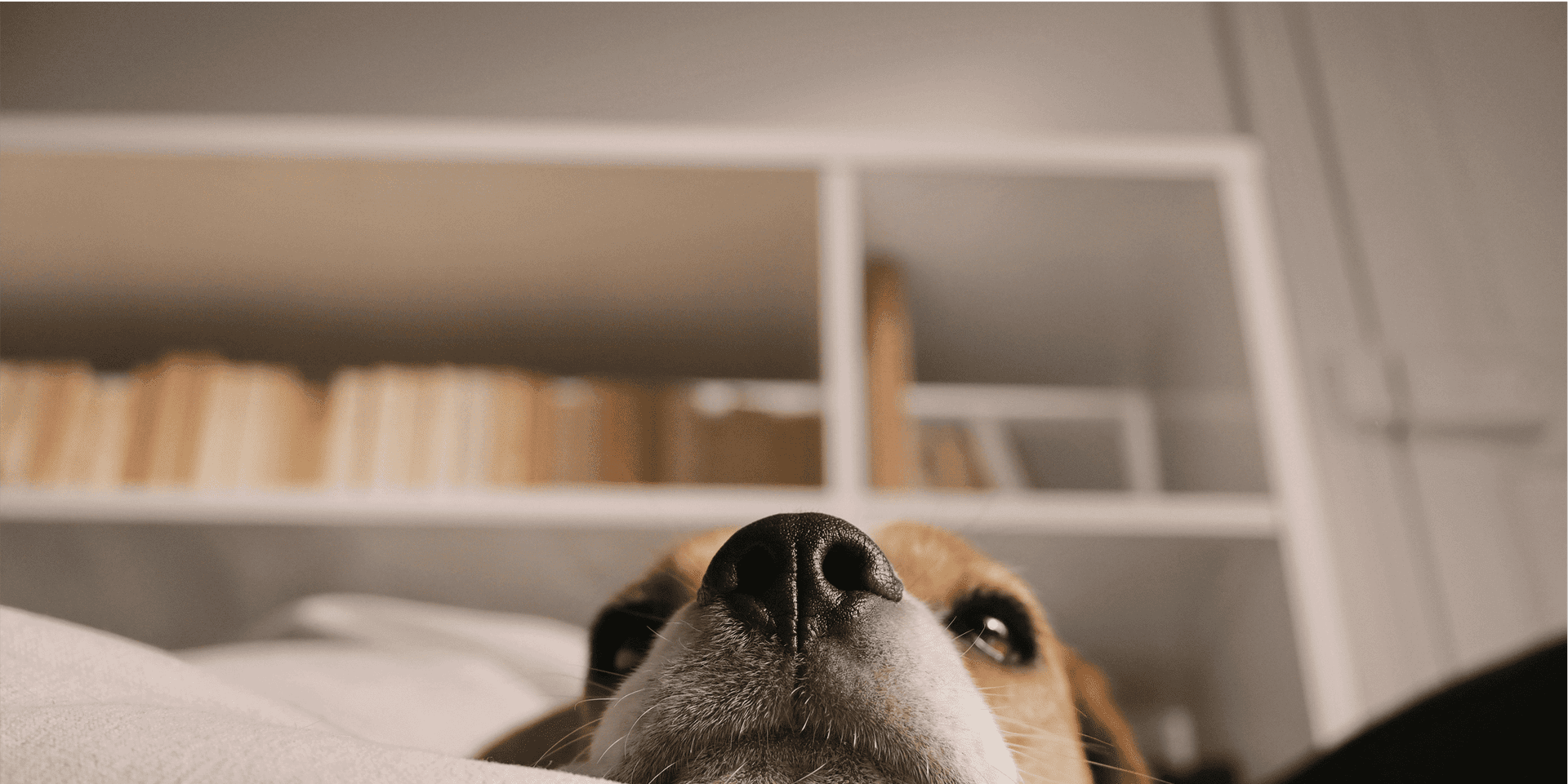 Dog peeking from under blanket