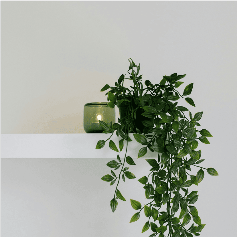 Indoor plant
